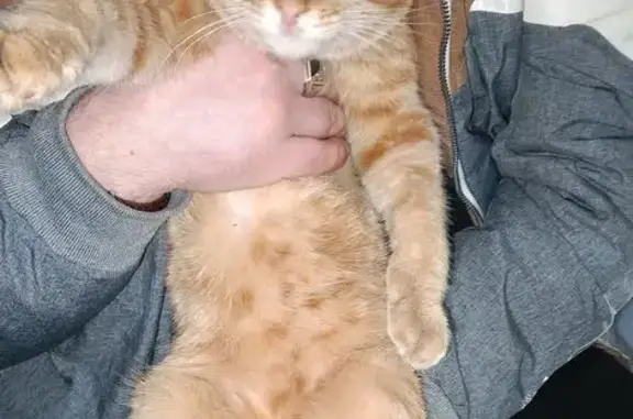 Найдена кошка, Чебоксары, фото: Кошка найдена: ул. Чернышевского, 13