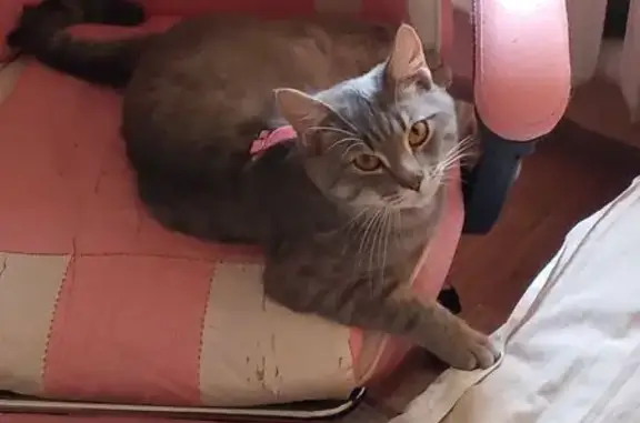 Пропала кошка, ул. Сестёр Рукавишниковых, 8