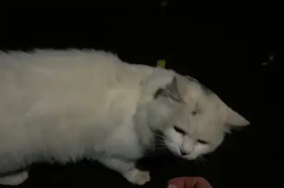 Найдена кошка, Ростовская область, фото: Кошка найдена во дворе, Ростов-на-Дону