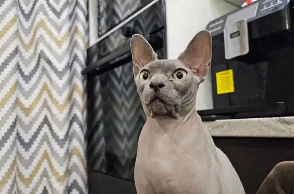 Пропала кошка, Латышская ул. 19, Наро-Фоминск