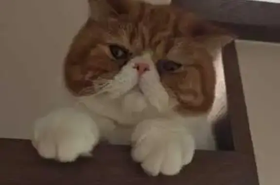 Кошки потеряшки, Санкт-Петербург, фото: Кошка пропала на Эстонской, 13 к1, СПб