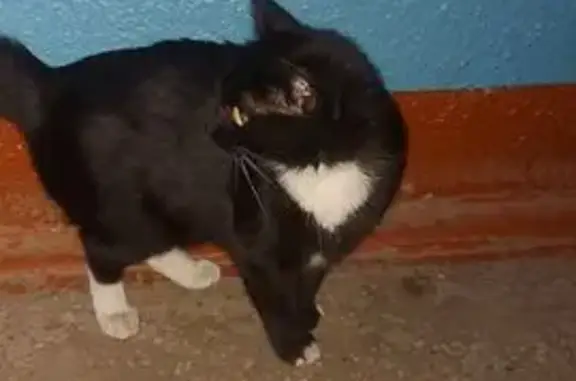 Кошка найдена: б-р Гусева, 47 к3, Тверь