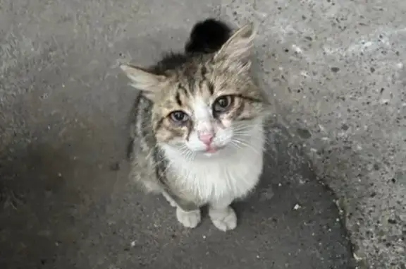 Кошка найдена: ул. Усманова, 19, Казань