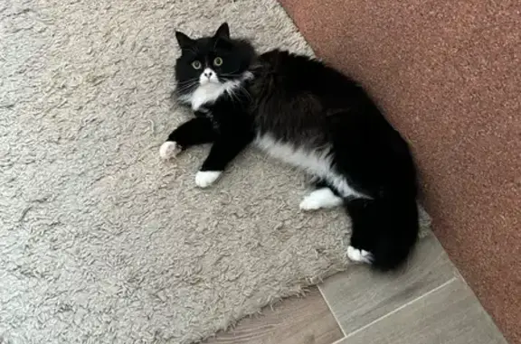 Пропала кошка, Спортивная ул. 12, Звенигород