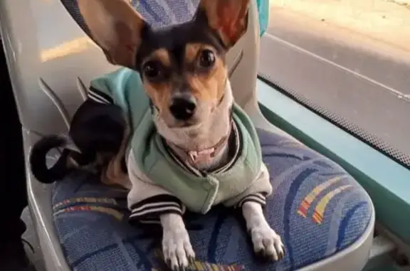 Собаки потеряшки, Ростов-на-Дону, фото: Потеряшка собака, Железноводский пер. 13/19