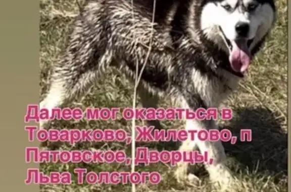 Собаки потеряшки, Калужская область, фото: Потеряшка хаски, Дворцы, Калужская область