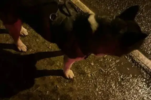 Найдена собака, Московская область, фото: Найдена собака в Нерощино, МО