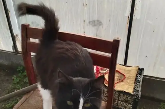 Пропала кошка, Сердобск, Пензенская обл.