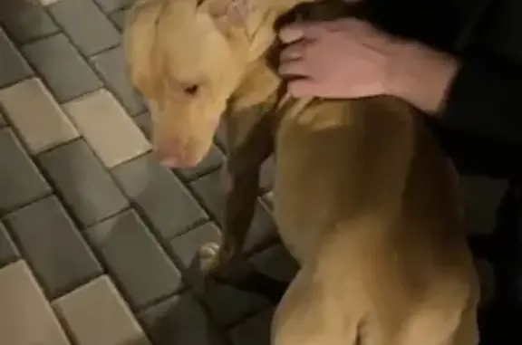 Найдена собака, Воронеж, фото: Собака найдена: Ломоносова 116Б, Воронеж