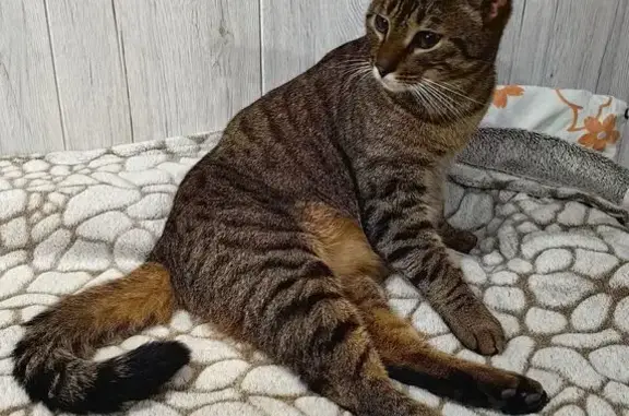 Найдена кошка, Щёлково, фото: Крупная кошка найдена на Краснознаменской 21А