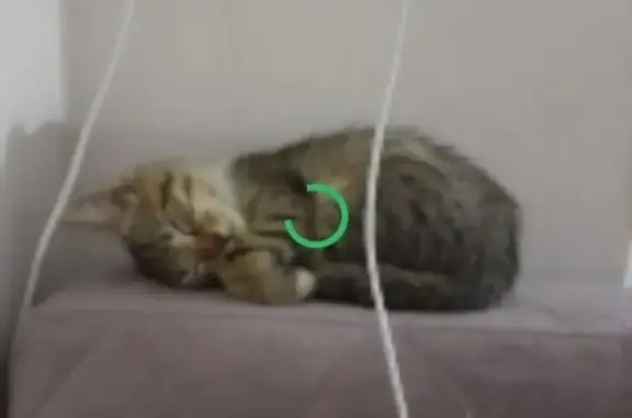 Кошки потеряшки, Майкоп, фото: Потеряшка кот на Восточной, 270, Майкоп.