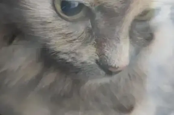 Найдена кошка, Краснодар, фото: Кошка найдена: Красная ул., 159, Краснодар