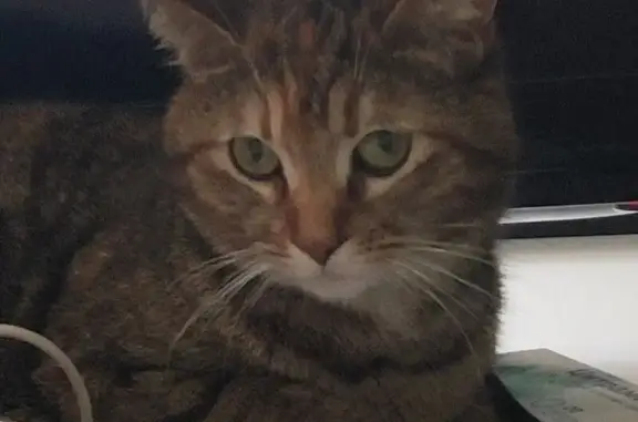 Пропала кошка, Лазурная ул. 21, Краснодар