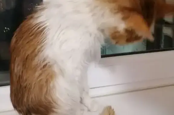 Бело-рыжая кошка найдена в Уфе