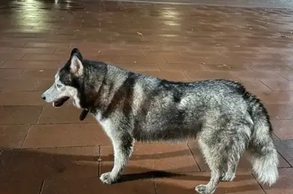 Найдена собака, Брянск, фото: Хаски найдена: Пушкина, 12, Брянск