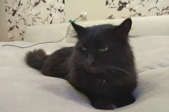 Найдена кошка, Псков, фото: Чёрная кошка найдена, ул. Алтаева, Псков