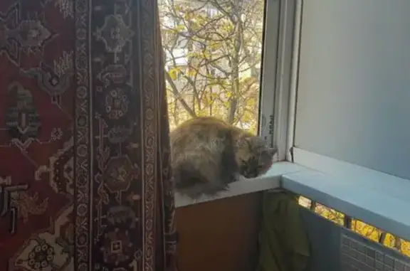 Пропала кошка, ул. Домостроителей, 1