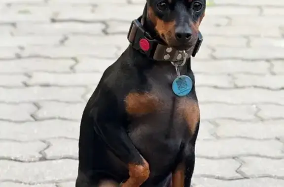 Пропала собака на пр. Хмельницкого, Белгород