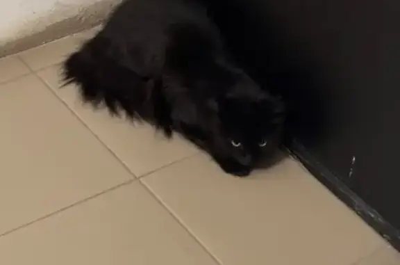 Найдена кошка, Краснодар, фото: Кошка найдена на Московской 122, Краснодар