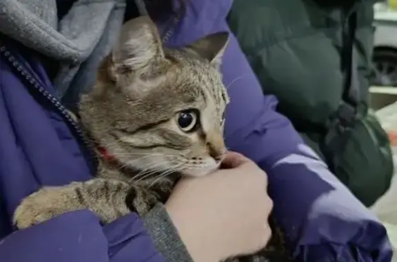 Найдена кошка, Омск, Тарская ул. 259 к1