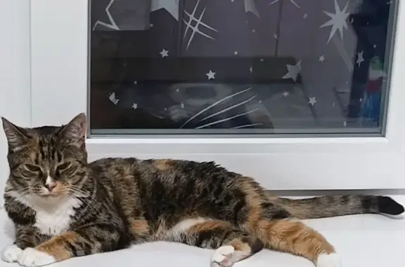 Пропала кошка, Северная ул. 7, Кировск