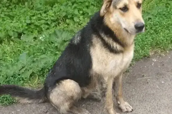 Пропали собаки, ул. Рахманинова, 27