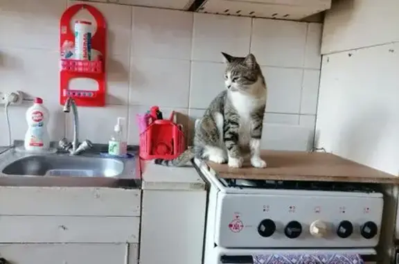 Пропала кошка, ул. Валдай, Студгородок