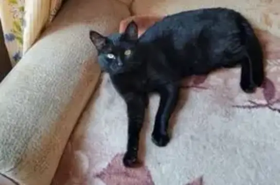 Пропала кошка, ул. Есенина 35, Новосиб