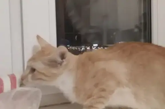 Пропал рыжий котёнок, 9-я Парковая 15/68