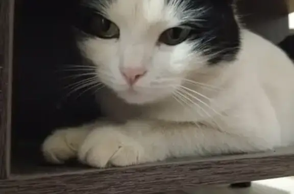 Пропала кошка, Уштерек, Алматинская область