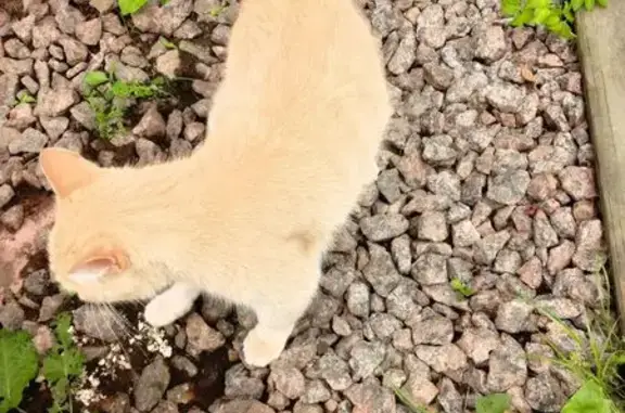 Пропала кошка, ул. Доблести 28 к2, СПб