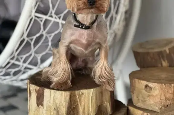 Собаки потеряшки, Краснодар, фото: Потеряшка йоркширский терьер, Боннская 11 к2