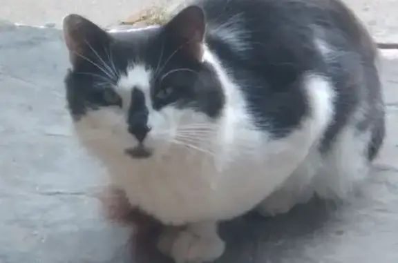 Пропала кошка, 46Н-04640, Моск. обл.