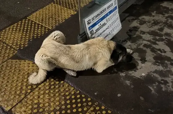 Собака найдена на Остафьевском шоссе