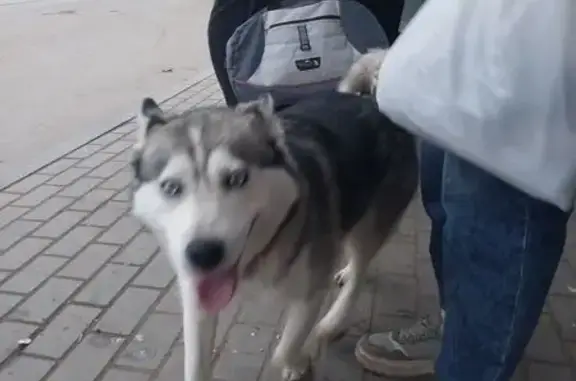 Найдена собака, Ижевск, фото: Хаски найдена: Дарьинская ул, 7, Ижевск