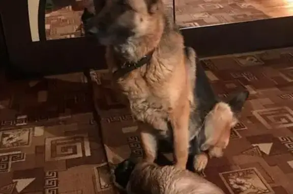 Пропала овчарка Холли, Плишкино, Иркутск