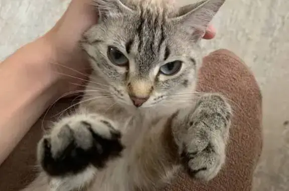 Пропала кошка на Мате Залки, 31, Красноярск