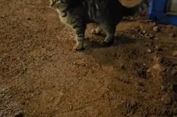 Найдена кошка, Санкт-Петербург, фото: Кошка найдена, б-р Головнина, СПб