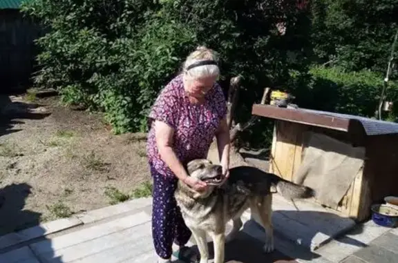 Пропала собака, Сургут, ХМАО-Югра