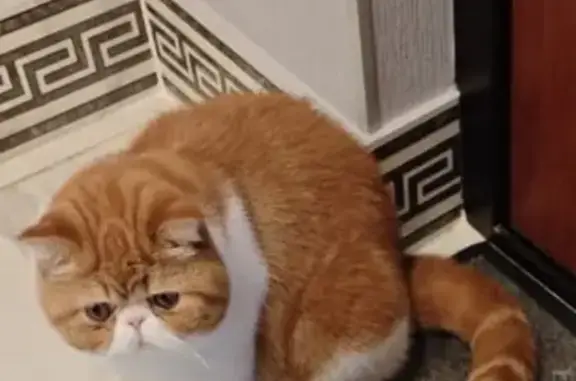 Кошки потеряшки, Санкт-Петербург, фото: Потеряшка кошка, Эстонская ул. 13 к2, СПб