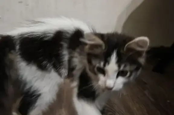 Найдена кошка, Ростов-на-Дону, фото: Кошка найдена: Украинская ул., Ростов-на-Дону