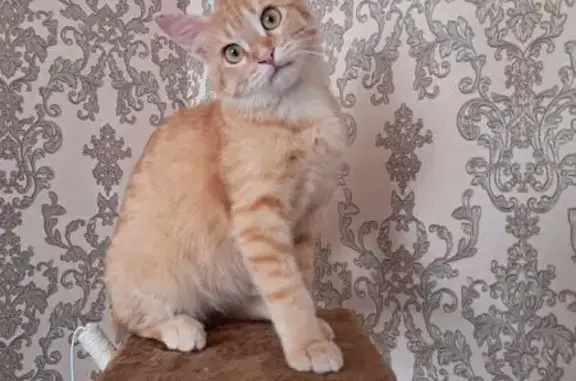 Кошки потеряшки, Ирбит, фото: Потеряшка рыжая кошка, ул. Б. Хмельницкого