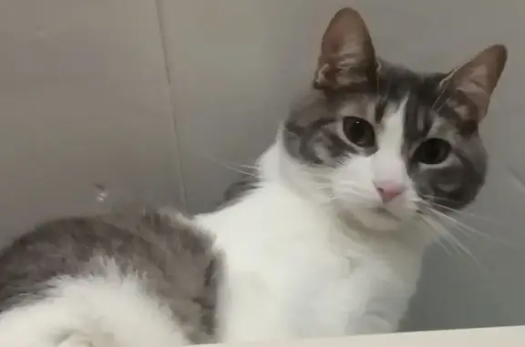 Пропала кошка, Профсоюзная ул., Москва