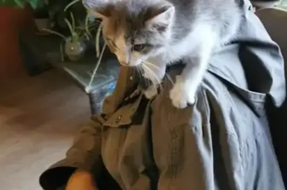 Объявления о пропавших и найденных животных, Владикавказ, фото: Пропала кошка, Костанаева 59, Владикавказ