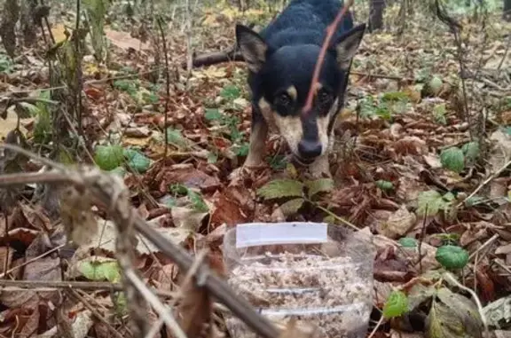 Собака найдена: Казань, Татарстан