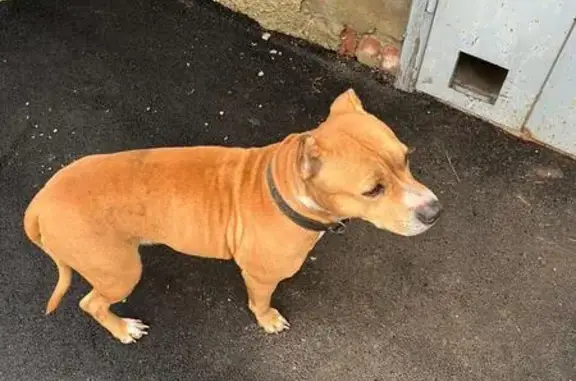 Найдена собака, , фото: Собака найдена в подъезде, Калининск