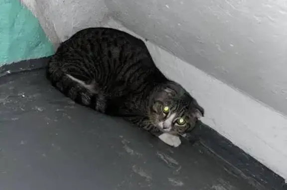 Найдена кошка, Тюменская область, фото: Найдена кошка, Заречный проезд, Тюмень