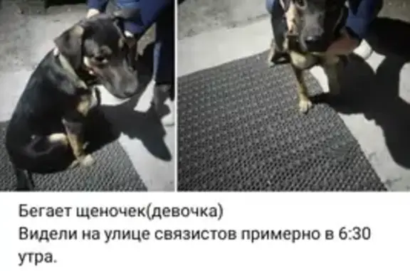 Найдена собака, Новосибирск, фото: Найдена собака, ул. Танкистов, Новосибирск