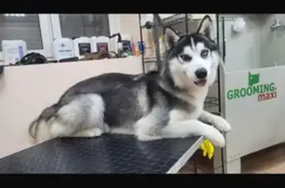 Пропала собака, Омск, Омская область