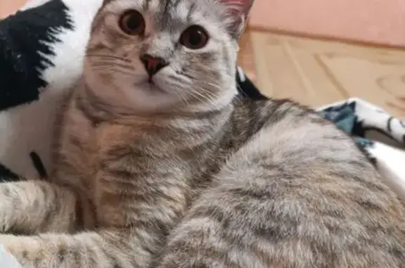 Пропала кошка, ул. Ленина, Дятьково